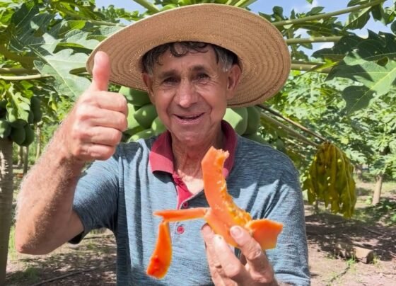 ATeG fruticultura mamão senar transforma foto israel baumann canal rural mato grosso3