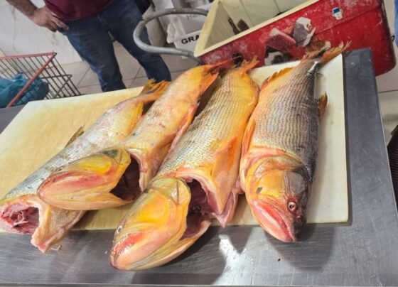 pescado apreendido