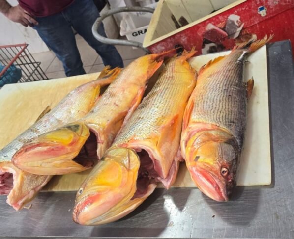 pescado apreendido