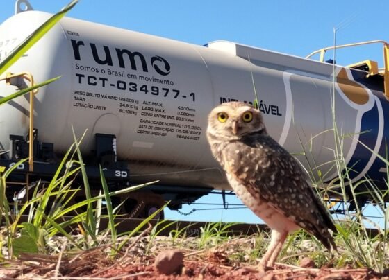 Rumo Ferrovia de Mato Grosso Fauna Foto Divulgação Rumo