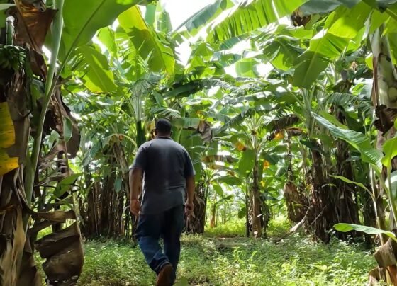 senar transforma banana ateg fruticultura nova brasilândia foto israel baumann canal rural mato grosso