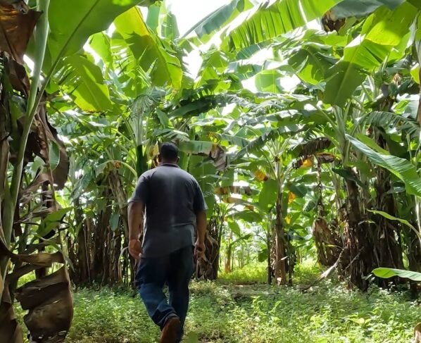 senar transforma banana ateg fruticultura nova brasilândia foto israel baumann canal rural mato grosso
