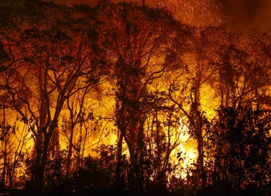 Porto Jofre (MT) 16/11/2023 – Árvores sendo consumidas pelo incêndio florestal que atige o Pantanal. Foto: Joédson Alves/Agência Brasil