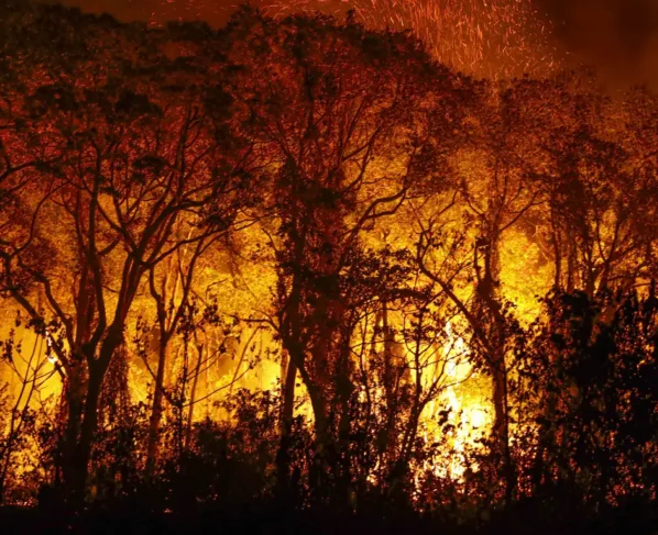 Porto Jofre (MT) 16/11/2023 – Árvores sendo consumidas pelo incêndio florestal que atige o Pantanal. Foto: Joédson Alves/Agência Brasil