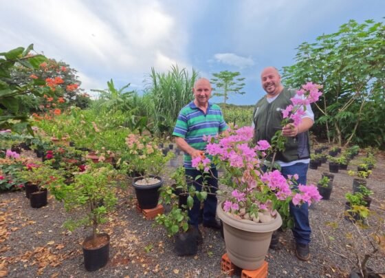 senar transforma ateg floricultura flores foto israel baumann canal rural mato grosso