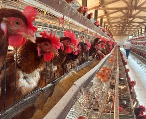 gripe aviária aves foto indea frango ganlinha