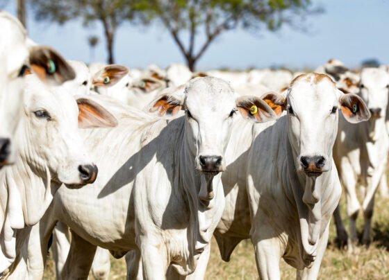 gado rebanho bovino foto Tchélo Figueiredo Secom mato grosso