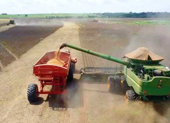 classificação de grãos soja pedro silvestre canal rural mato grosso1