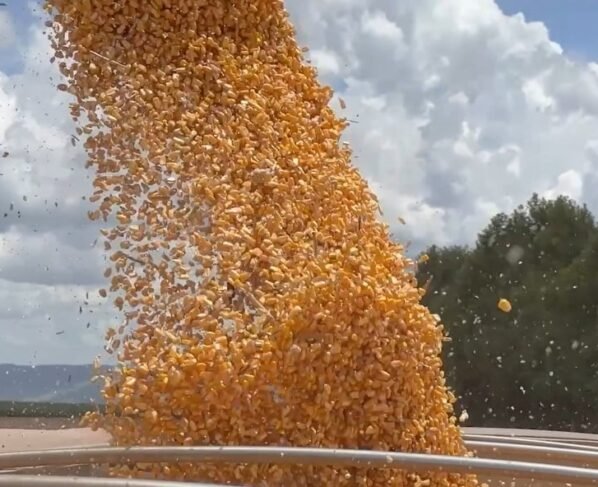 Mais Milho safra paraná1