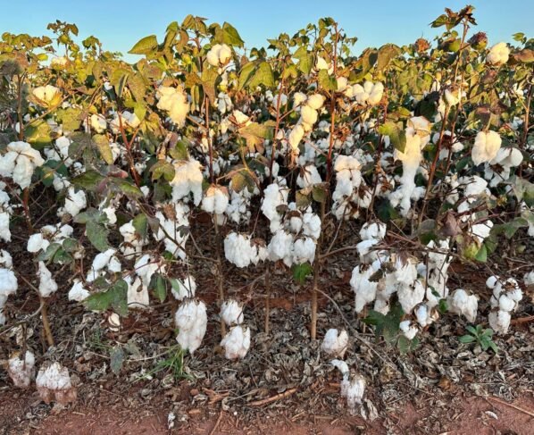 algodão mato grosso pesquisa agrícola frio chuva fundação mt