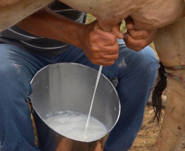 senar transforma ateg leite foto canal rural mato grosso1