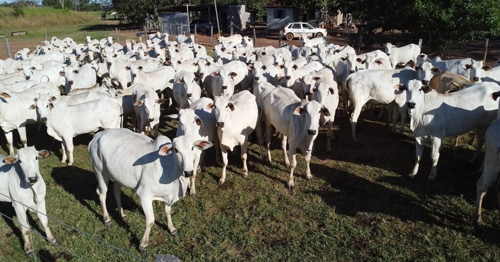 Gado boi abate carne bovina Foto Israel Baumann Canal Rural Mato Grosso fethab