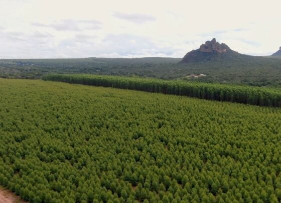 floresta plantada foto Leandro Balbino canal rural mato grosso