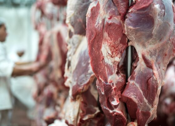 carne bovina