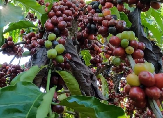 ateg cafeicultura café colniza senar transforma foto israel baumann canal rural mato grosso 4