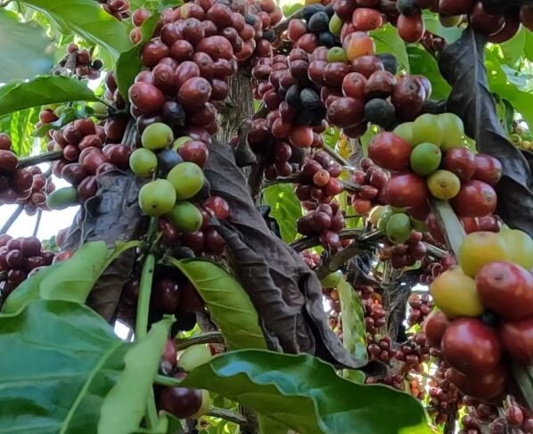 ateg cafeicultura café colniza senar transforma foto israel baumann canal rural mato grosso 4