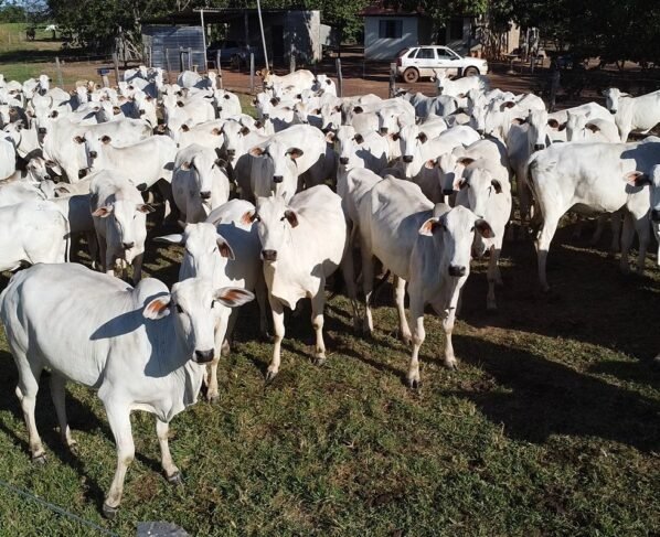 Gado boi abate carne bovina Foto Israel Baumann Canal Rural Mato Grosso fethab