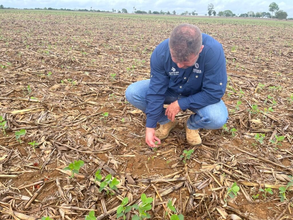 plantio soja foto pedro silvestre canal rural mato grosso