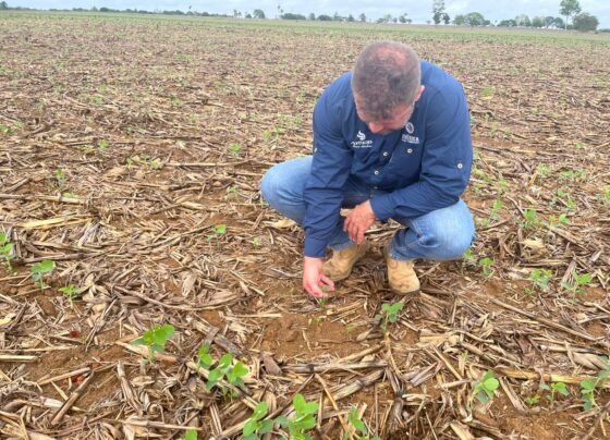 plantio soja foto pedro silvestre canal rural mato grosso