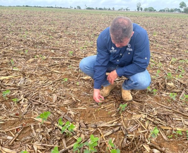 plantio soja foto pedro silvestre canal rural mato grosso