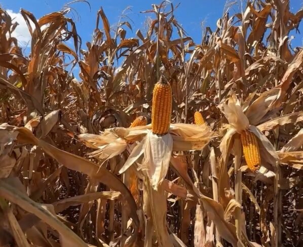 Especial Mais Milho Tibagi Paraná Foto Juliano Ambrosini Canal Rural Mato Grosso5