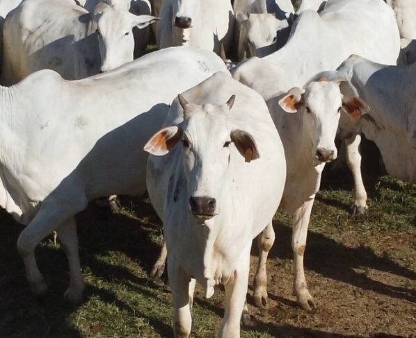 Gado boi abate carne bovina Foto Israel Baumann Canal Rural Mato Grosso