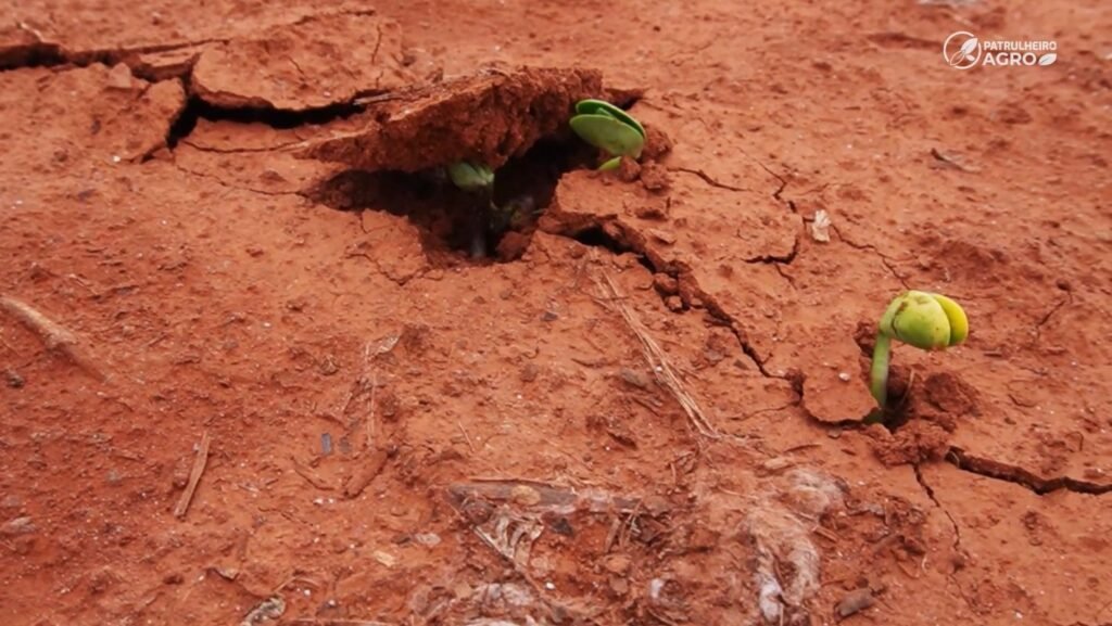 soja chuva irregular nova mutum foto pedro silvestre canal rural mato grosso1