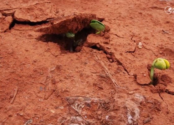 soja chuva irregular nova mutum foto pedro silvestre canal rural mato grosso1