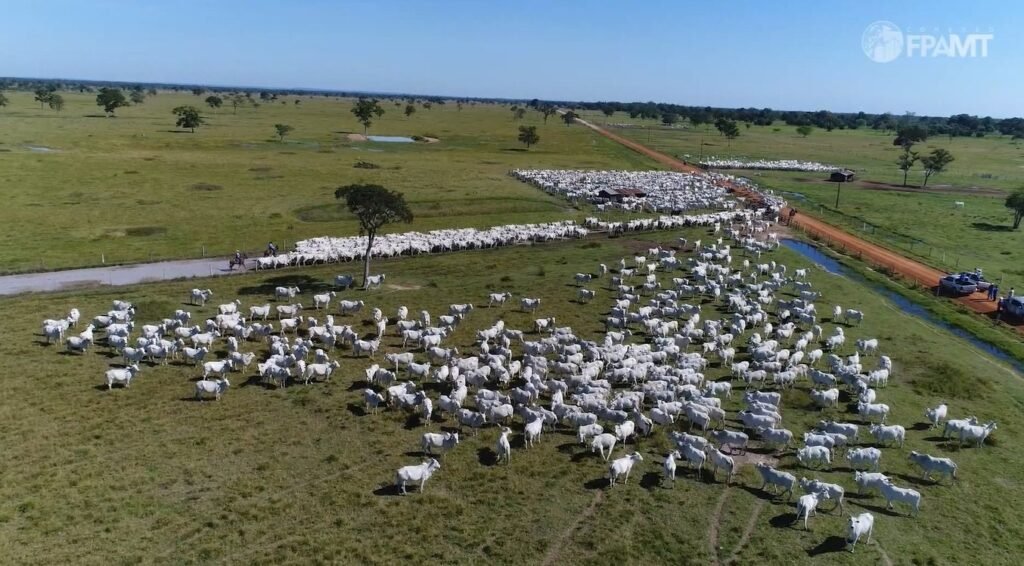 gado bovinos abates boi rebanho foto canal rural mato grosso