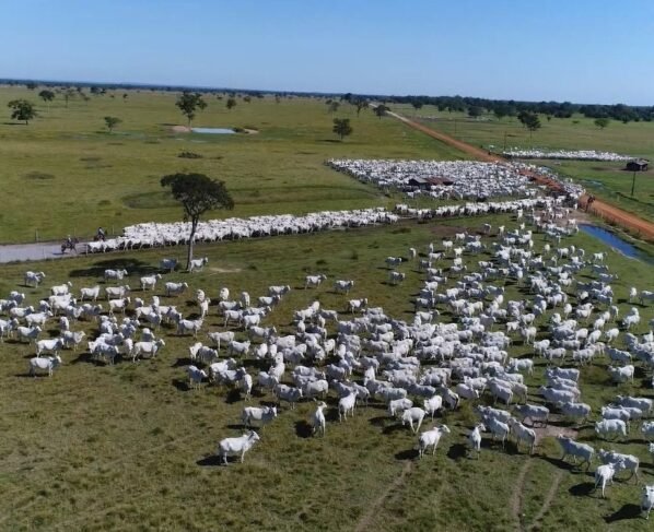 gado bovinos abates boi rebanho foto canal rural mato grosso