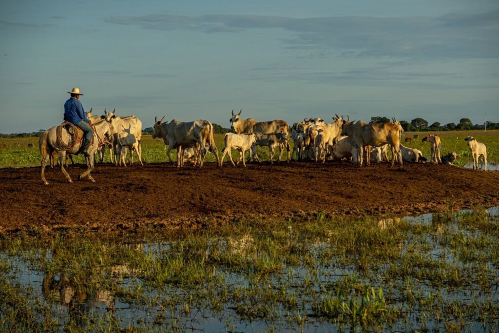 pecuária pantanal Fazenda Pantaneira Sustentável foto: Assessoria Famato