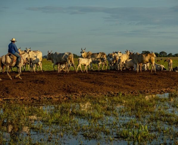 pecuária pantanal Fazenda Pantaneira Sustentável foto: Assessoria Famato