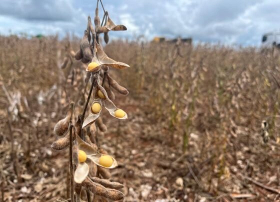 soja chuvas colheita foto pedro silvestre canal rural mato grosso7