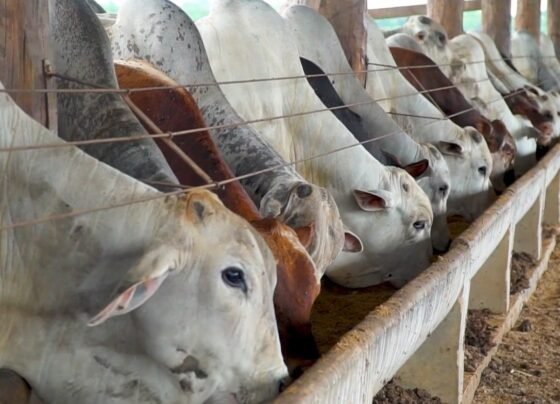 gado boi confinamento arroba carne bovina abate foto pedro silvestre canal rural mato grosso