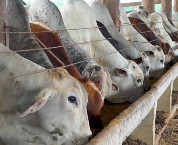 gado boi confinamento arroba carne bovina abate foto pedro silvestre canal rural mato grosso