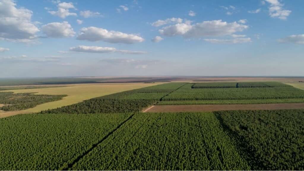 Floresta Plantada Eucalipto Foto José Medeiros Dvulgação Arefloresta