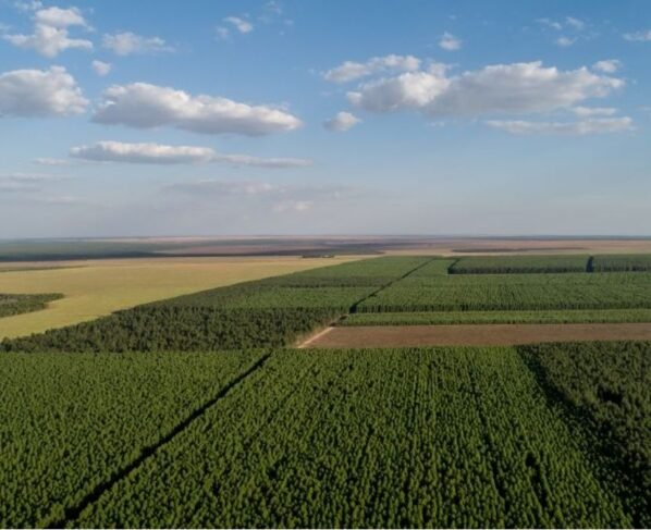 Floresta Plantada Eucalipto Foto José Medeiros Dvulgação Arefloresta