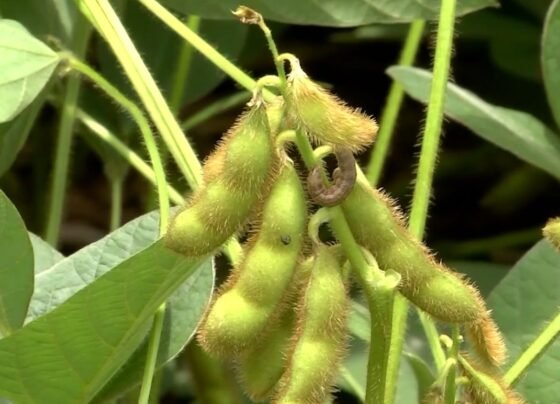 soja lagarta intacta 5+ nova tecnologia da bayer foto israel baumann canal rural mato grosso