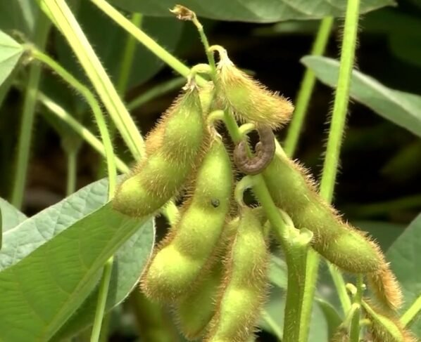 soja lagarta intacta 5+ nova tecnologia da bayer foto israel baumann canal rural mato grosso