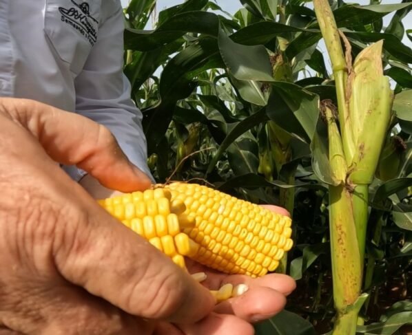 Mais Milho Lucas Konageski diamantino foto israel baumann canal rural mato grosso3