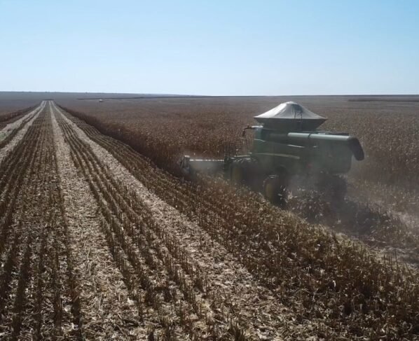 colheita especial mais milho foto israel baumann canal rural mato grosso