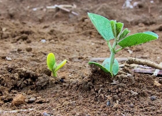 soja seca estiagem plantio foto pedro silvestre canal rural mato grosso1