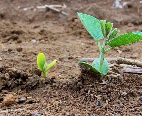 soja seca estiagem plantio foto pedro silvestre canal rural mato grosso1