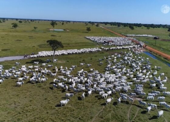 gado bovinos abates boi rebanho foto canal rural mato grosso