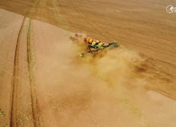 plantio soja falta de chuva foto pedro silvestre canal rural mato grosso