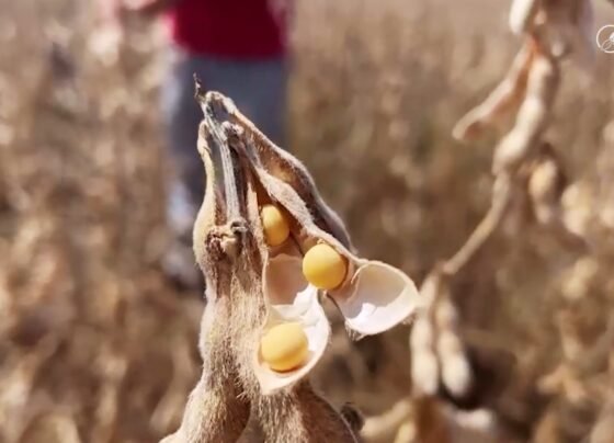 patrulheiro agro seca soja foto pedro silvestre canal rural mato grosso 1 moratória da soja china