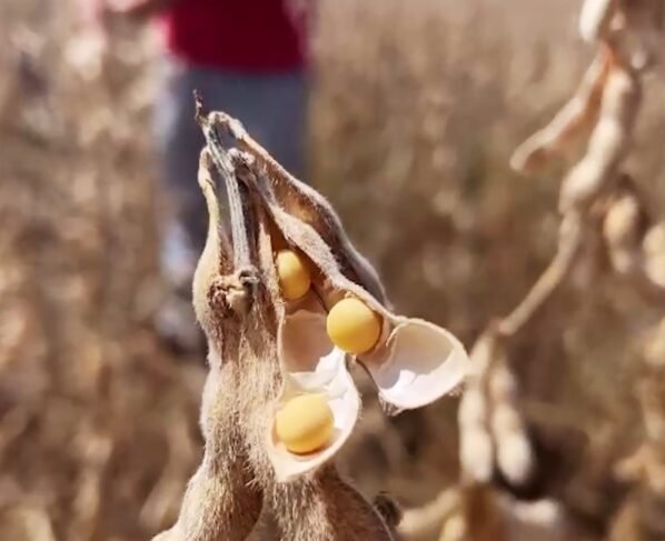 patrulheiro agro seca soja foto pedro silvestre canal rural mato grosso 1 moratória da soja china