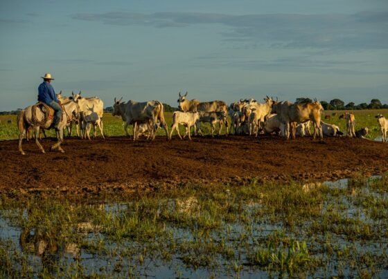 pecuária pantanal Fazenda Pantaneira Sustentável foto: Assessoria Famato