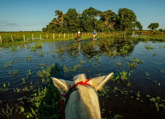 Pantanal Foto Assessoria Famato
