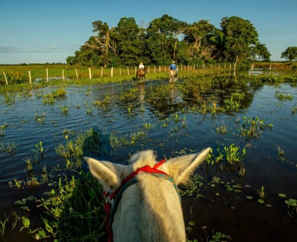 Pantanal Foto Assessoria Famato